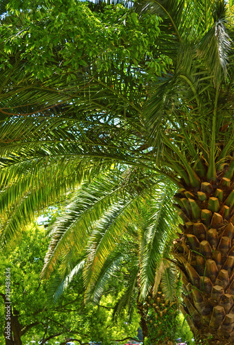 Beautiful green palm trees in a tropical forest near the sea.