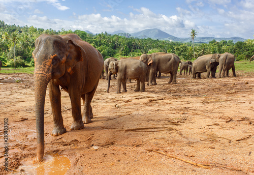 Sticker Herd of elephants in the nature