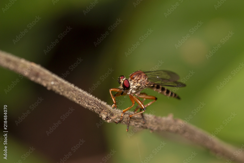 Close up image of robber fiy insect in nature good shot from thailand macro Close up image of robber fiy insect in nature good shot from thailand macro