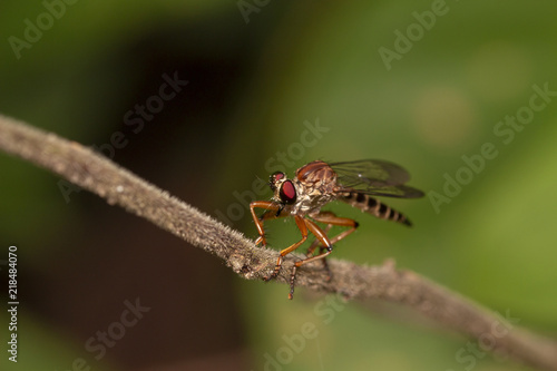 Close up image of robber fiy insect in nature good shot from thailand macro © K Stocker