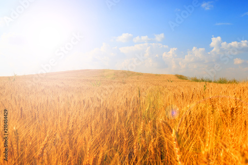 Wheat field. Ears of golden wheat