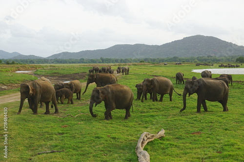 A pride of elephants in Minneriya National Park, Sri Lanka
