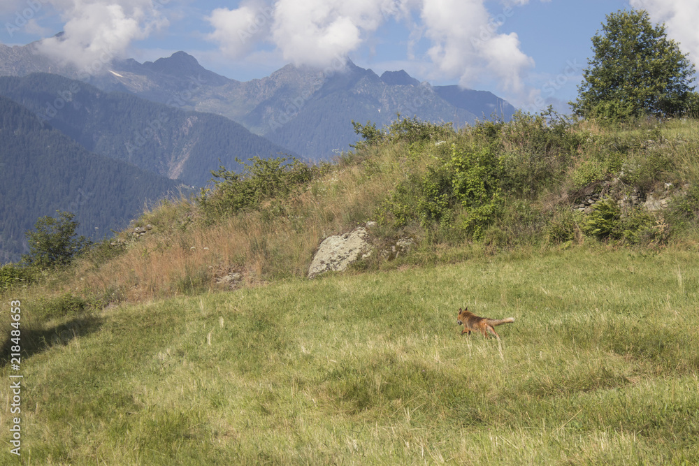 A fox is running in a green meadow A fox is running in a green meadow