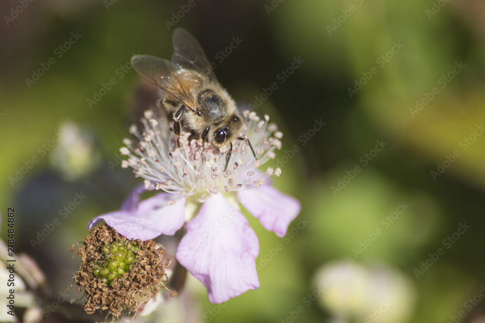 Detailed honey bee on a flower during spring