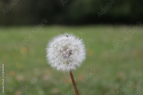 Dandelion