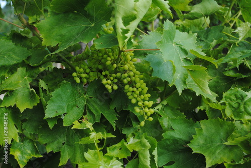 Fotografie Underripe bunch of grapes