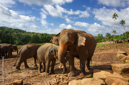 Herd of elephants in the nature