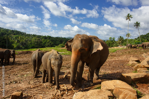 Photography Herd of elephants in the nature