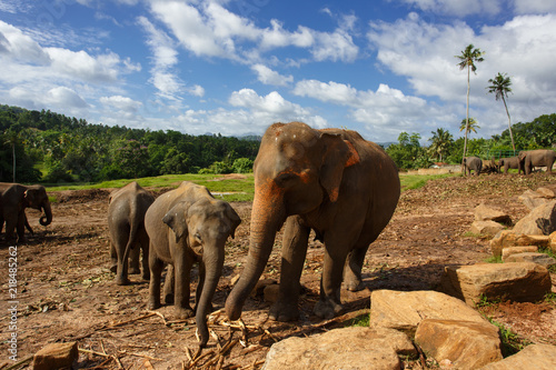 Photography Herd of elephants in the nature