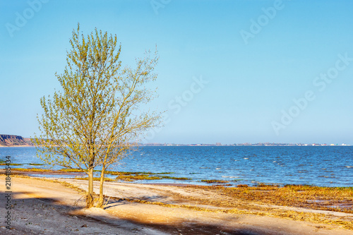 Young green tree on the wild sea beach