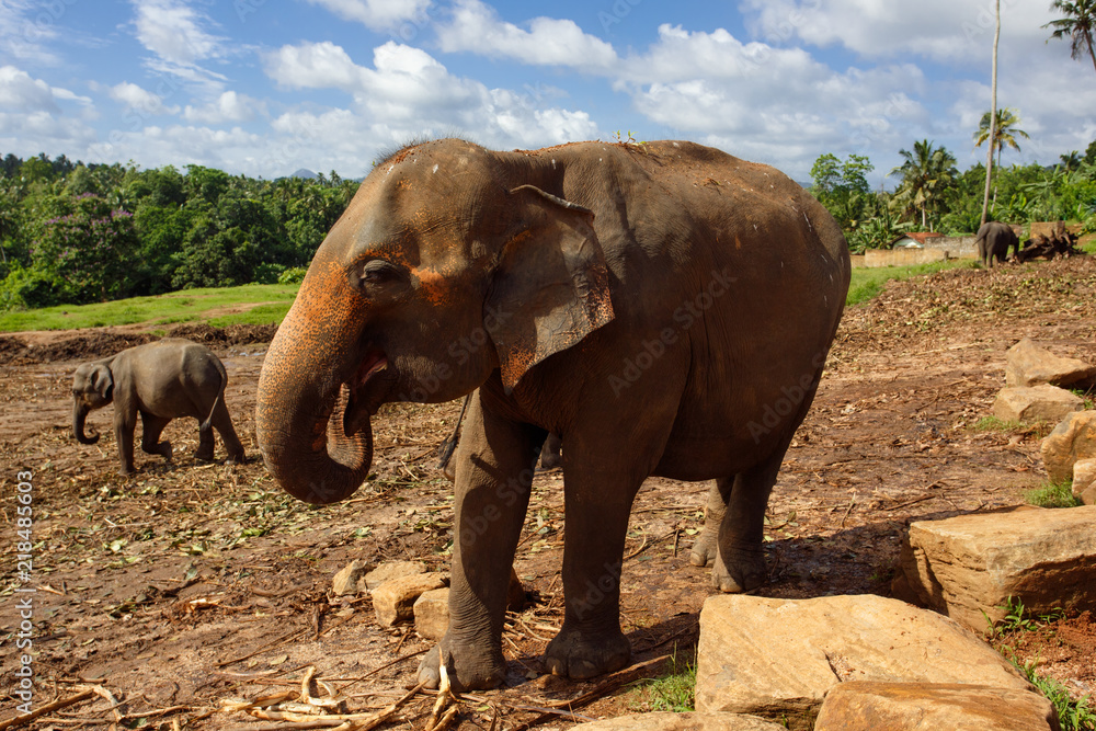 Obraz premium Herd of elephants in the nature