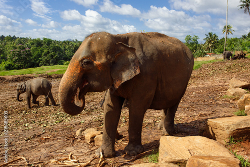 Photography Herd of elephants in the nature