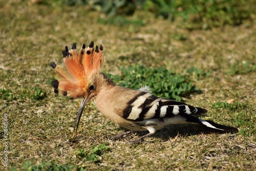 Fototapeta Naklejka Na Ścianę i Meble -  Dudek w parku, Upupa epops , ptactwo, dzika przyroda