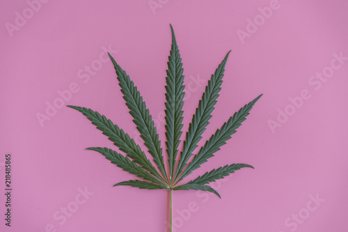 A marijuana leaf is green on a pink background.