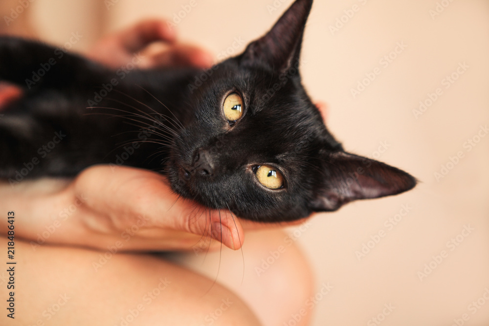 Cute black cat in the woman hands