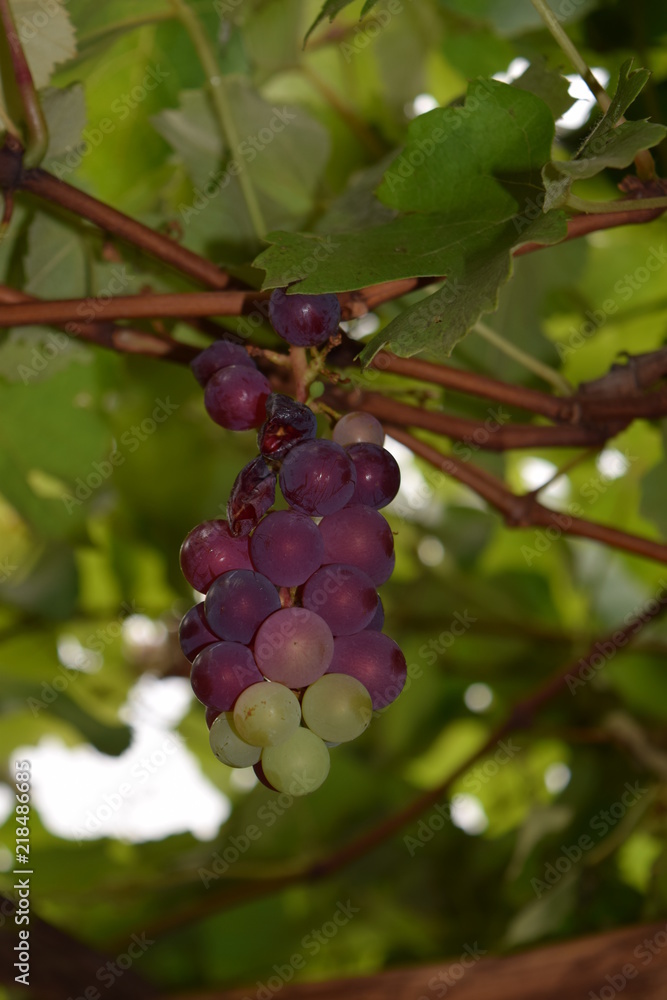 Grapes Grapes