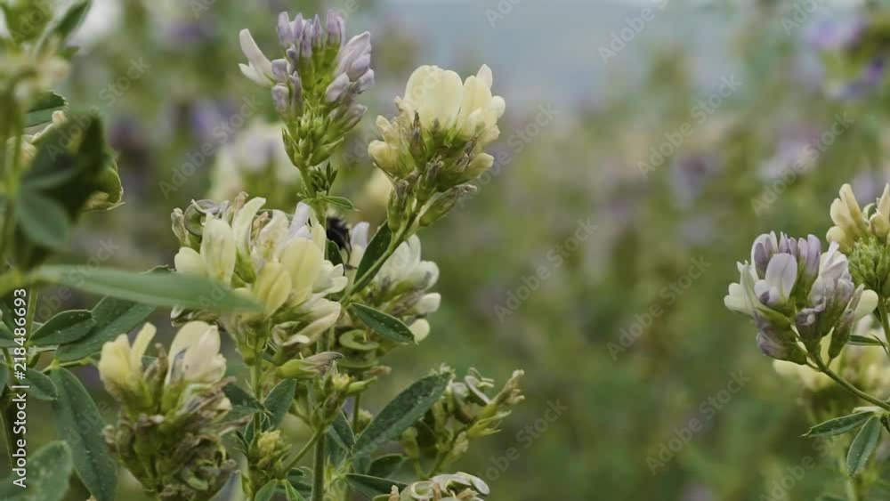 Close up of a large bumblebee flying around some yellow and white wild mountain flowers in the summer. Close up of a large bumblebee flying around some yellow and white wild mountain flowers in the summer.
