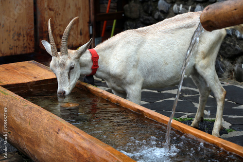 white alpin goat drinking water photo