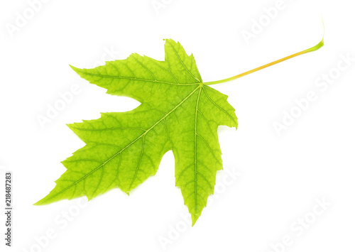 bright leaf of tree on white background