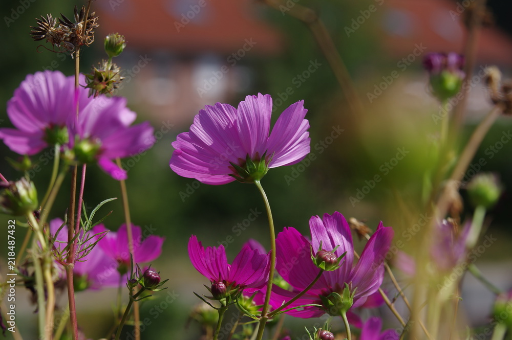 Fototapeta premium Pinkfarbenes Schmuckkörbchen