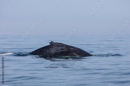 Humpback Whale With Distinctive Dorsal Fin Swimming in New England © ead72