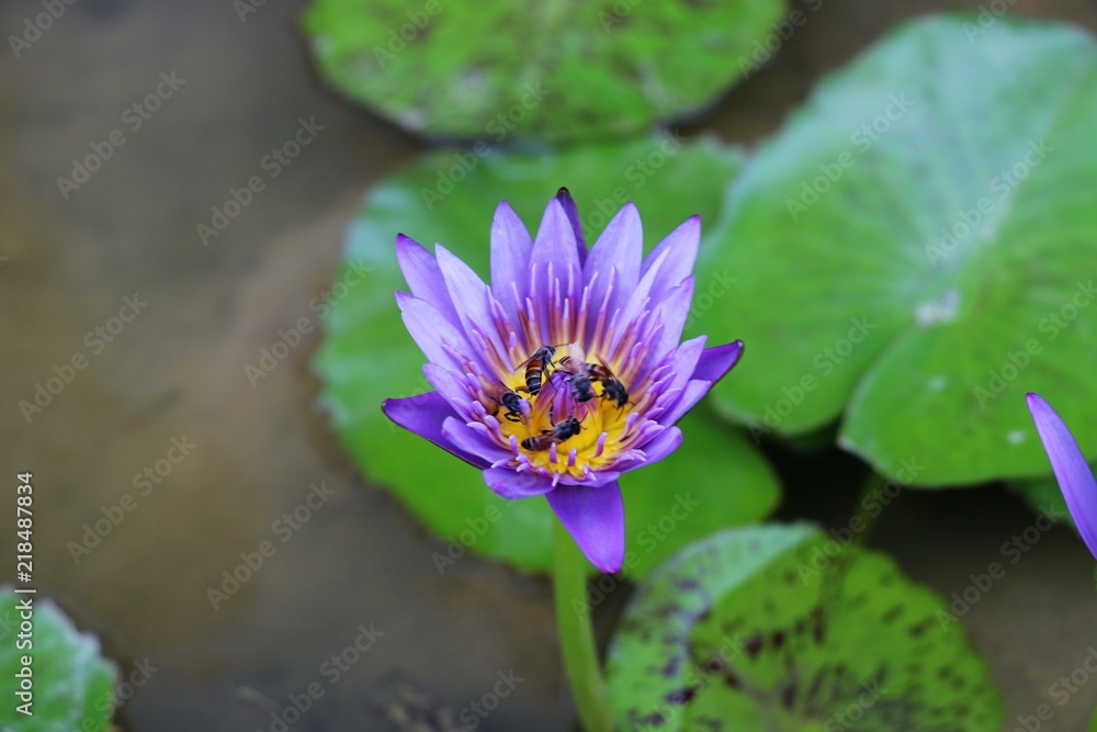 Water lily with bees