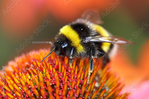 Photographie Bumblebee sucks nectar from the flower with her long tongue
