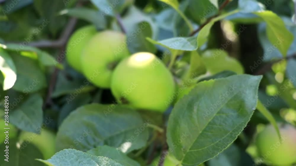 Close up of green apples still in the tree during a summer day. Close up of green apples still in the tree during a summer day.