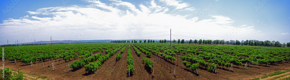Extensive vineyards stretching to the horizon