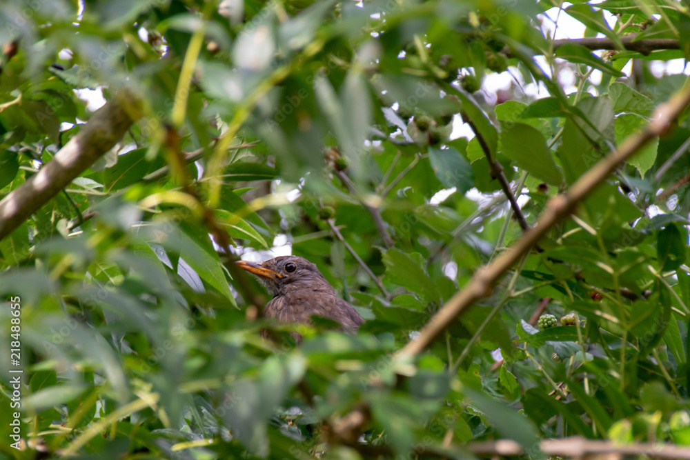Fototapeta premium Young female blackbird hidden amongst tree branches and leaves