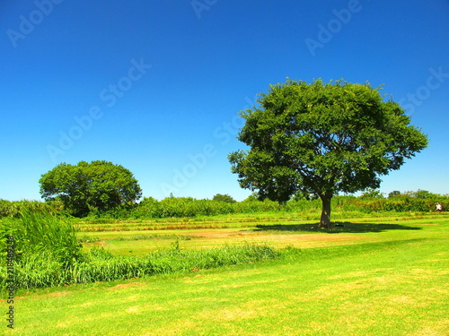 河川敷の草原と立ち木