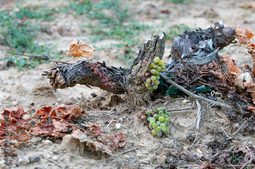 Trockenheit, Wein, Weintrauben photo