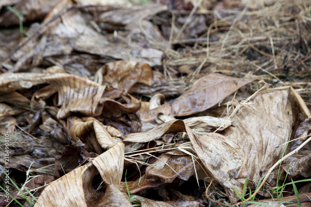 The grass and dried banana trees are dead on the ground and wet from rain. The grass and dried banana trees are dead on the ground and wet from rain.