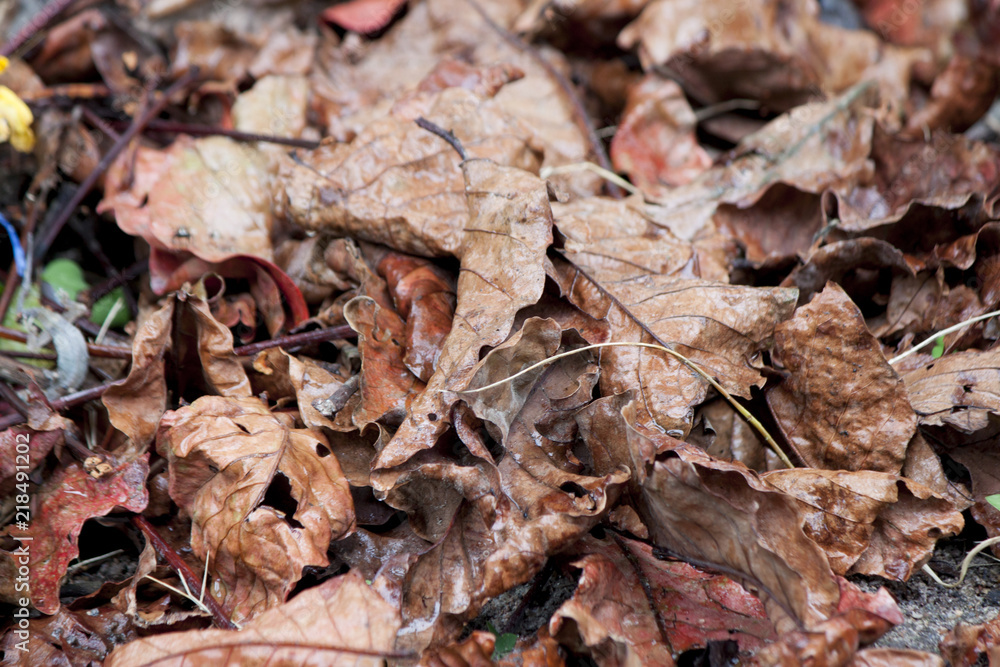 Dry leaves on the ground with wet drop of rain. Dry leaves on the ground with wet drop of rain.