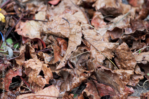 Dry leaves on the ground with wet drop of rain.