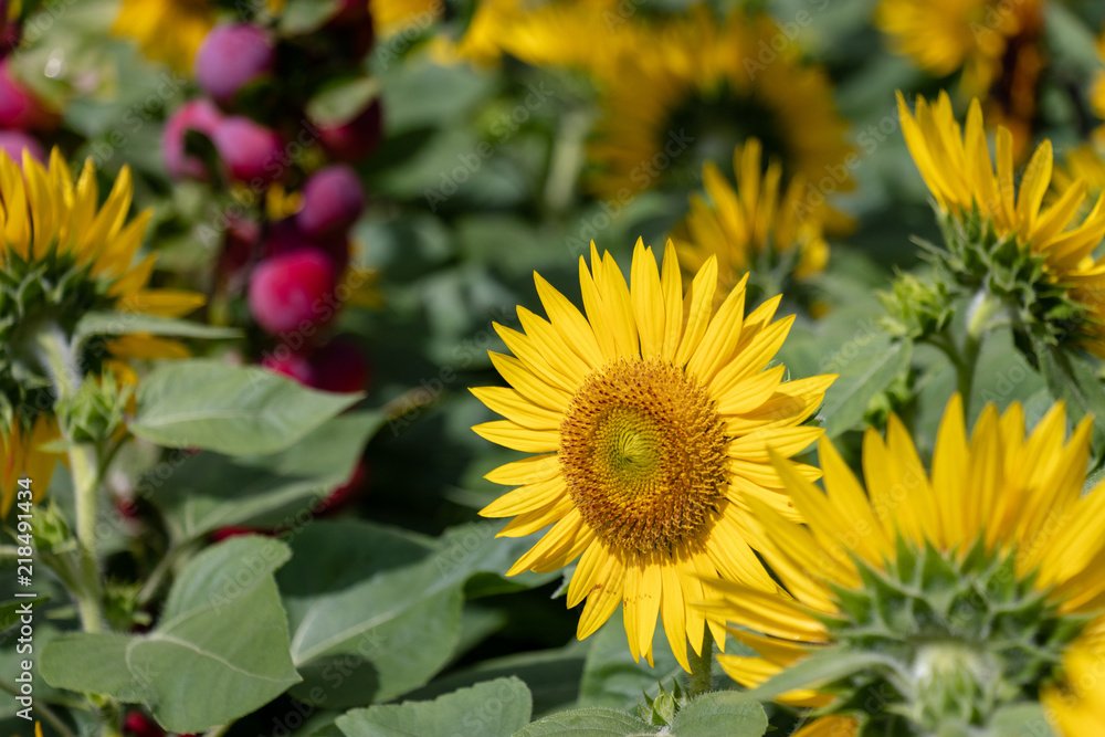 Sunflower of Andersen Park in Funabashi City, Chiba Prefecture, Japan Sunflower of Andersen Park in Funabashi City, Chiba Prefecture, Japan