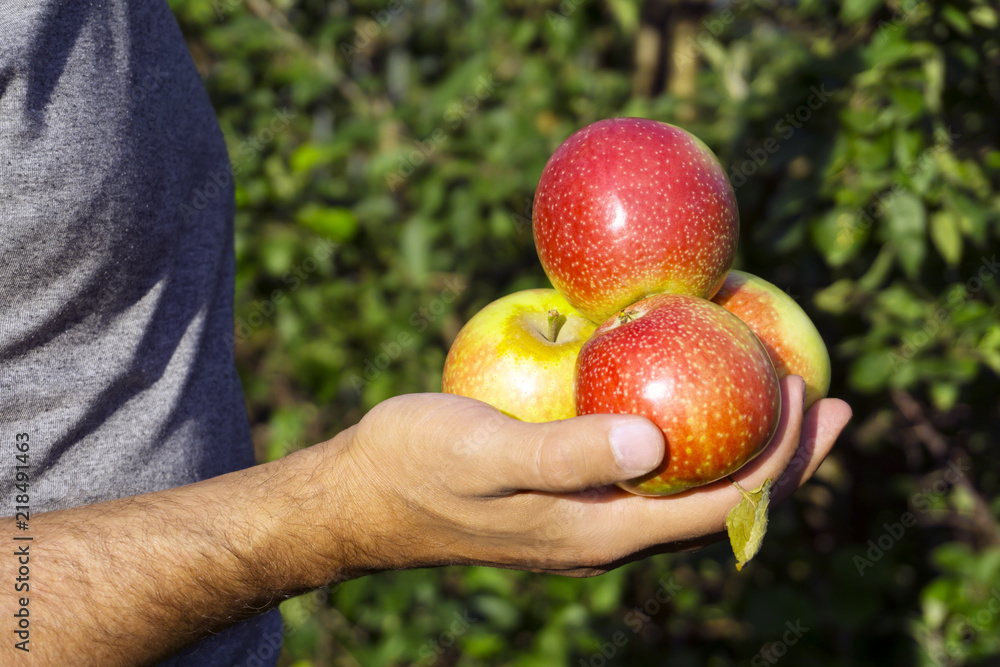 ripe red-yellow apple with a dry leaf on palm of man`s hand on blurred natural green background.. ripe red-yellow apple with a dry leaf on palm of man`s hand on blurred natural green background..