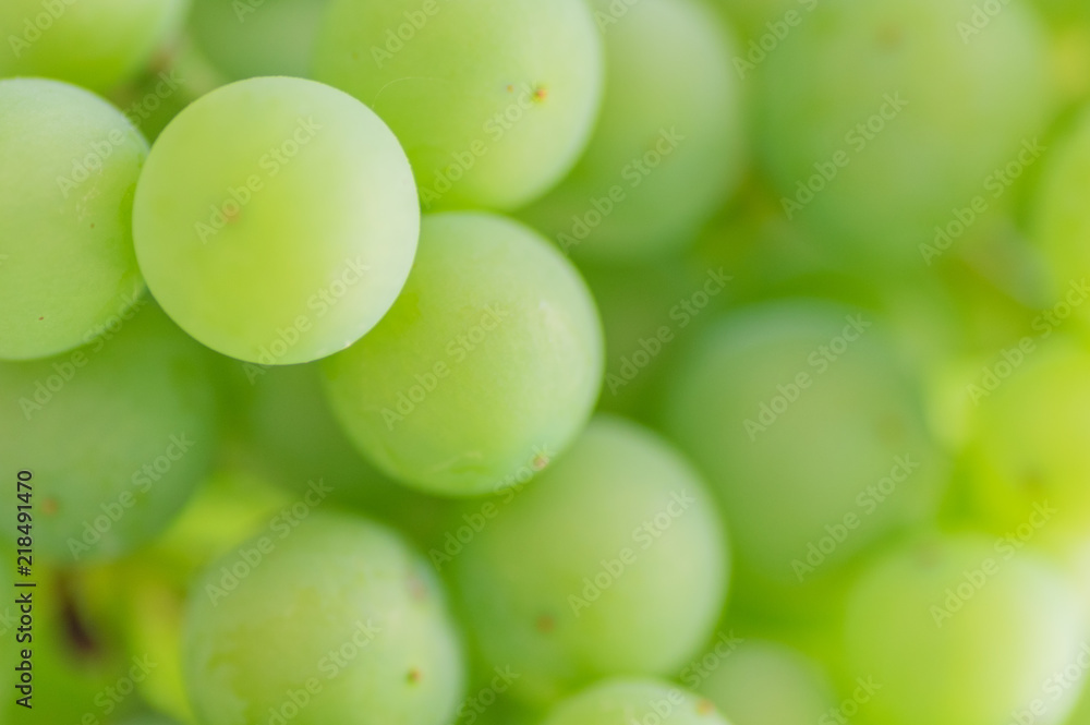 Grapes growing on the vine during the summer