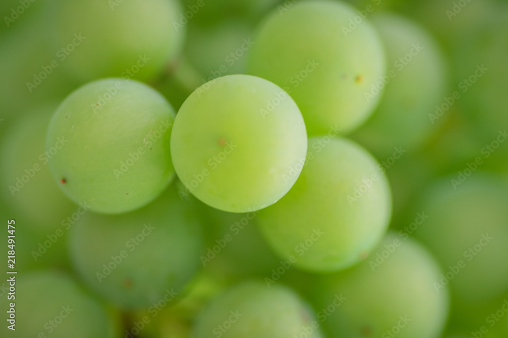Grapes growing on the vine during the summer Grapes growing on the vine during the summer