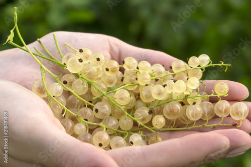 brushes of ripe berries of a white currant in the palms of the hands.. photo