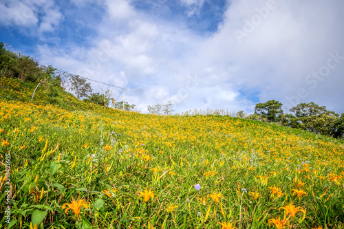 The Orange daylily(Tawny daylily) flower farm at Taimali Mountain with blue sky and cloud, Taitung, Taiwan