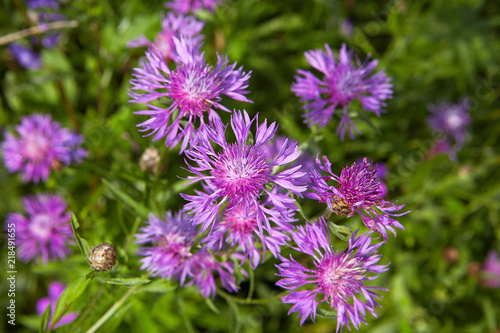 Knapweed close-up in field.
