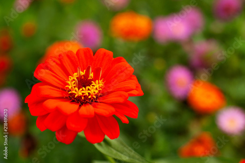 A flower on a blurred bokeh background. Macro. A red bud on a background of a bright summer landscape. Zinnia and green flower bed.