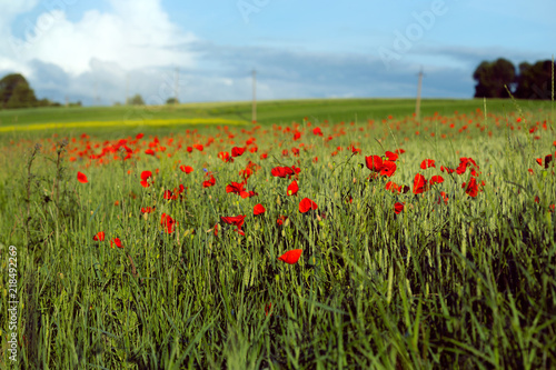 poppies field background