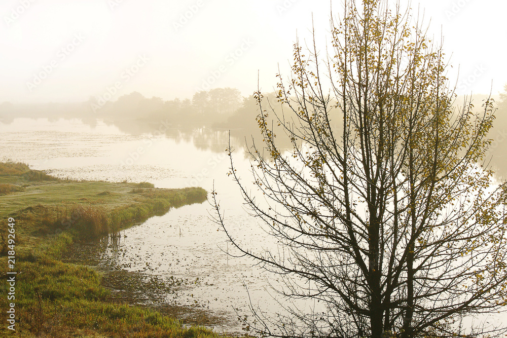 Misty autumn morning over the river. Lonely tree near the pond_ Misty autumn morning over the river. Lonely tree near the pond_
