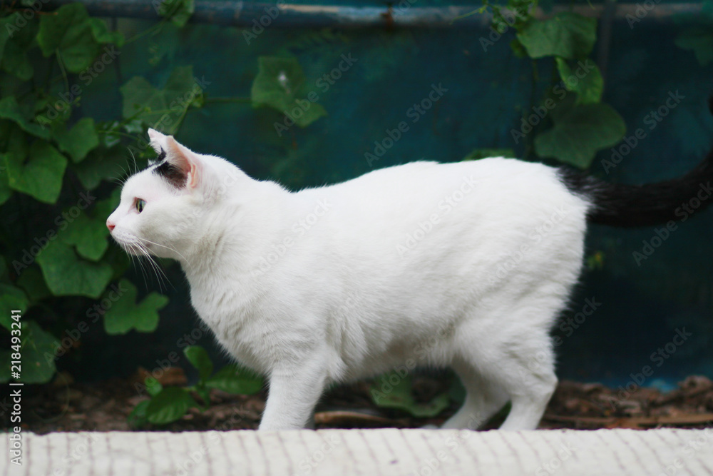 cute black and white cat enjoy life in garden and nature.Outdoor life of domestic cat. cute black and white cat enjoy life in garden and nature.Outdoor life of domestic cat.