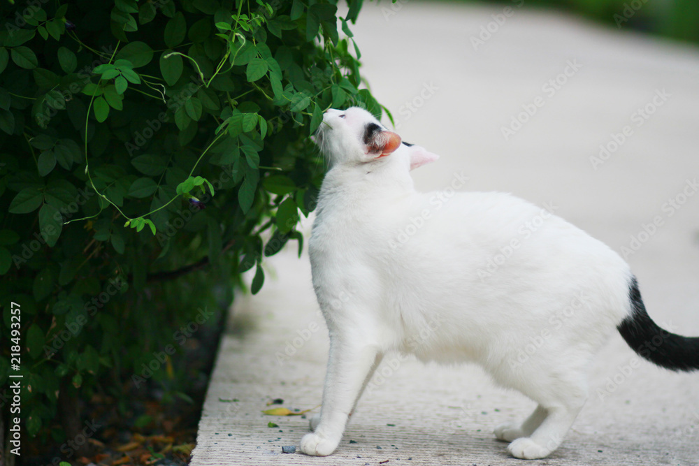Obraz premium cute black and white cat enjoy life in garden and nature.Outdoor life of domestic cat.