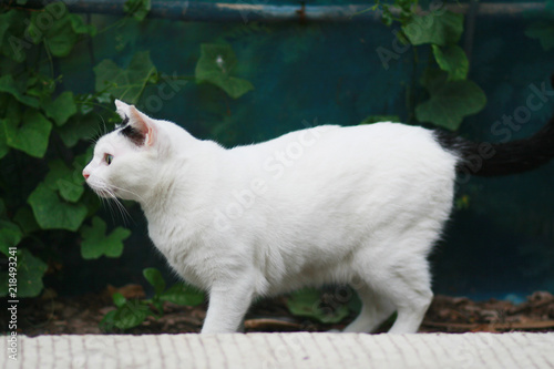 cute black and white cat enjoy life in garden and nature.Outdoor life of domestic cat.