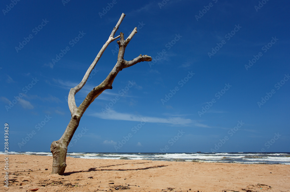 Dead tree on the beach of Balapitiya. Untouched tropical beach. Dead tree on the beach of Balapitiya. Untouched tropical beach.