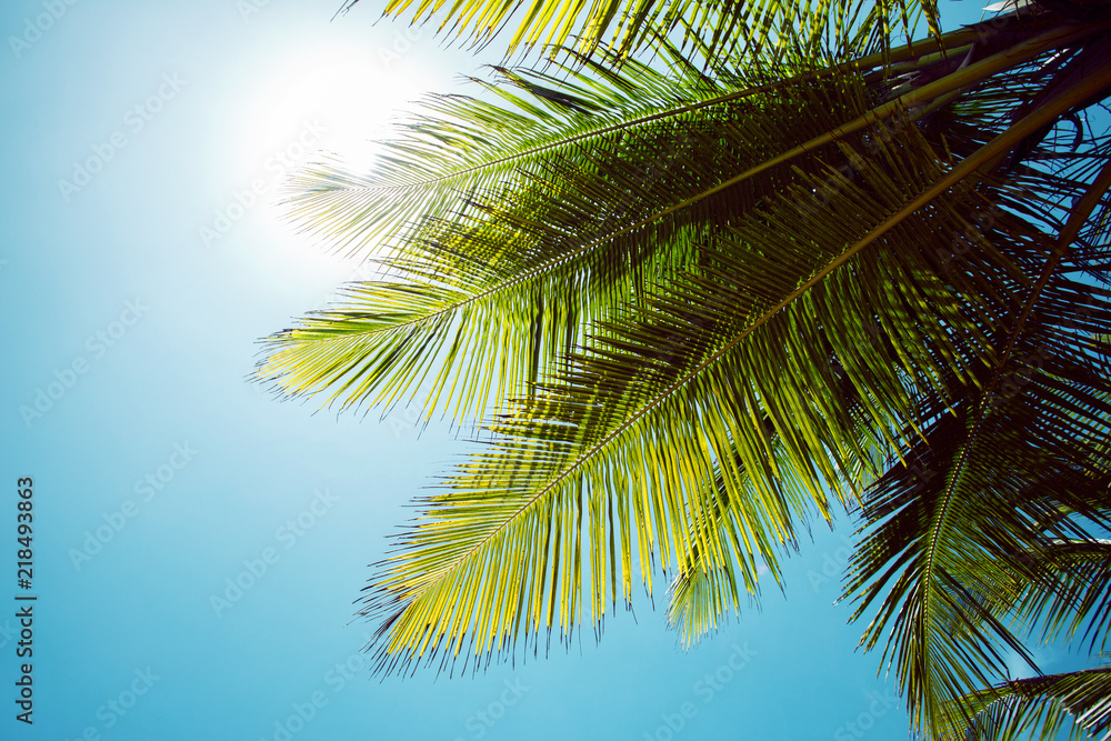 Fototapeta premium Palm branch of the sky background